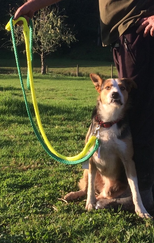 Dog lead 20mm medium length Animal Bowen Therapy