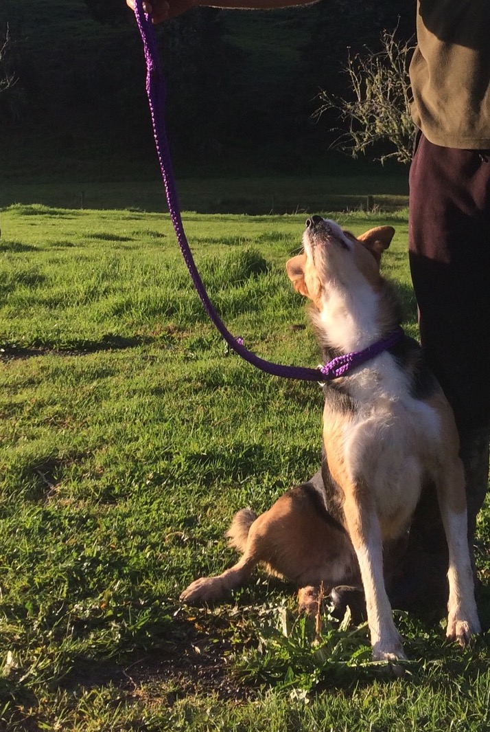 Dog Choker Lead 20mm large Animal Bowen Therapy